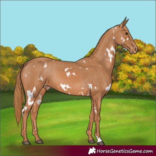 Horse Color:White Spotted Chestnut Appaloosa 