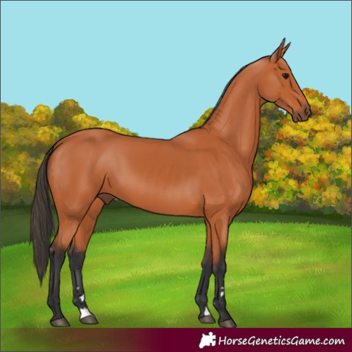 Horse Color:Bay 