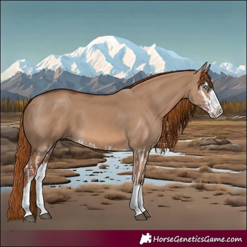 Horse Color:Red Dun Splash  and Red Dun Splash 