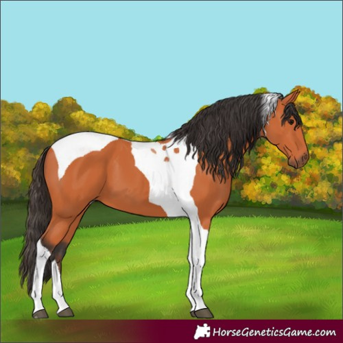 Horse Color:Bay Tobiano 