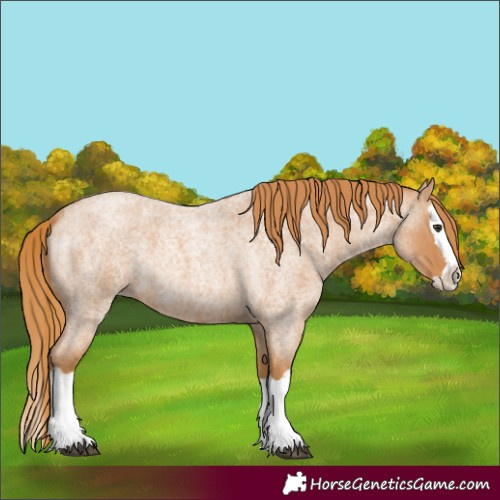 Horse Color:Red Roan Splash