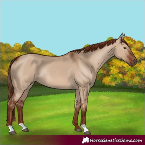 Horse Color:Red Dun Rabicano