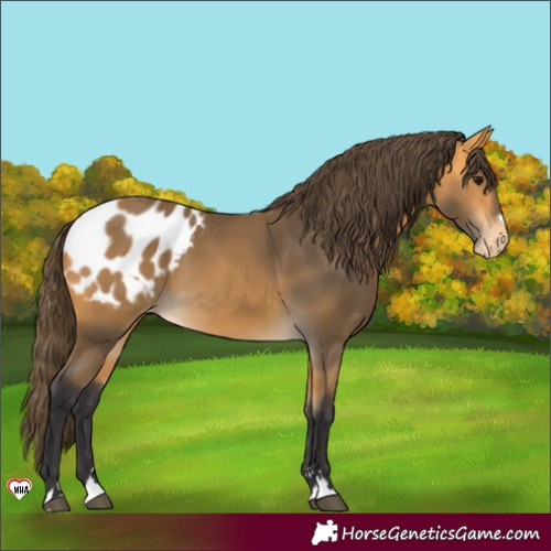Horse Color:Buckskin Blanket 