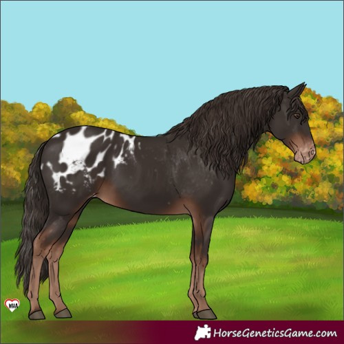 Horse Color:Liver Chestnut Blanket