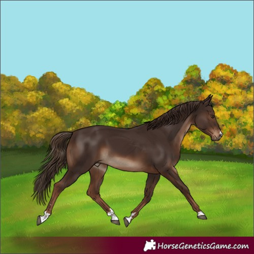 Horse Color:Liver Chestnut