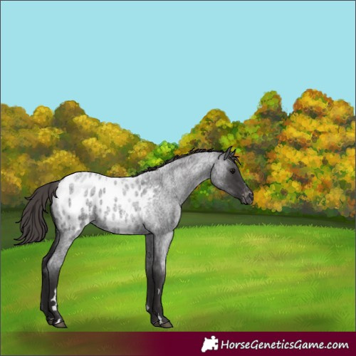 Horse Color:Smoky Blue Roan Appaloosa