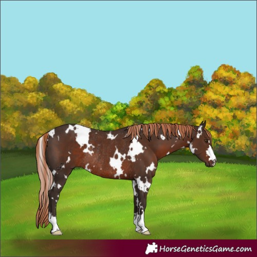 Horse Color:White Spotted Liver Chestnut Rabicano