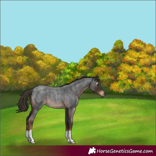 Horse Color:Gray Liver Red Roan