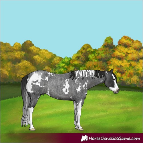 Horse Color:Gray White Spotted Blue Roan Splash Rabicano 
