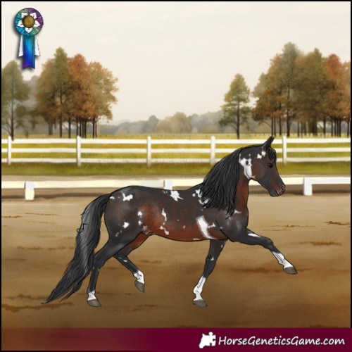 Horse Color:White Spotted Brown Tobiano Appaloosa Rabicano