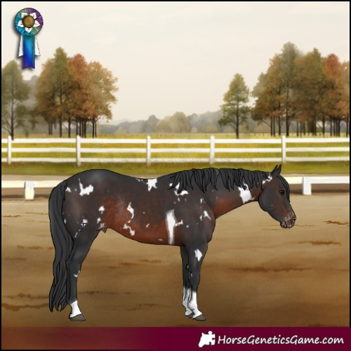 Horse Color:White Spotted Brown Tobiano Appaloosa Rabicano 