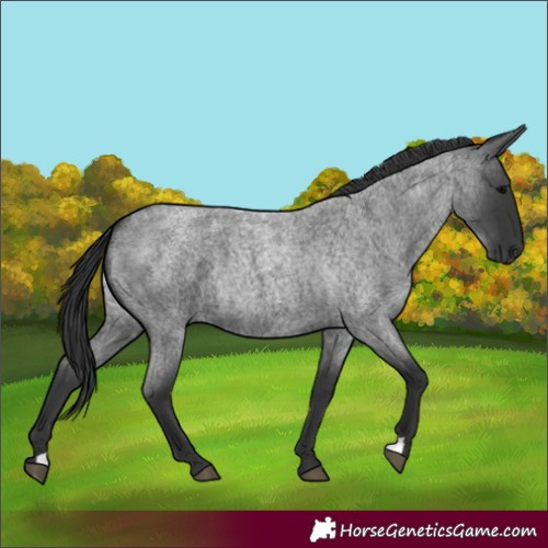 Horse Color:Blue Roan