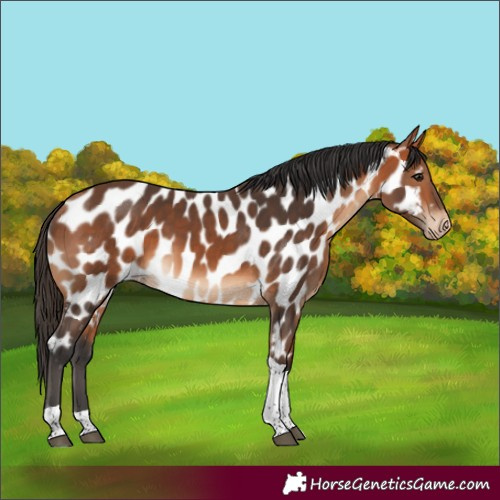 Horse Color:Bay Tobiano Appaloosa Rabicano 