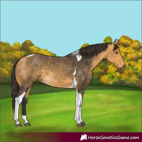 Horse Color:Buckskin Tobiano