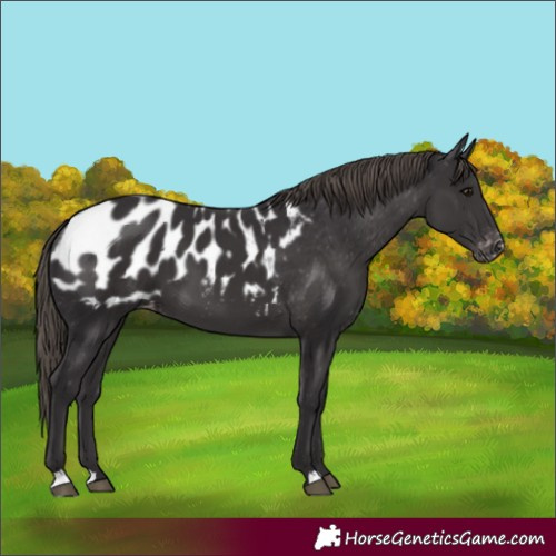 Horse Color:Smoky Black Appaloosa 