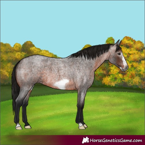 Horse Color:Gray Bay Roan Frame 