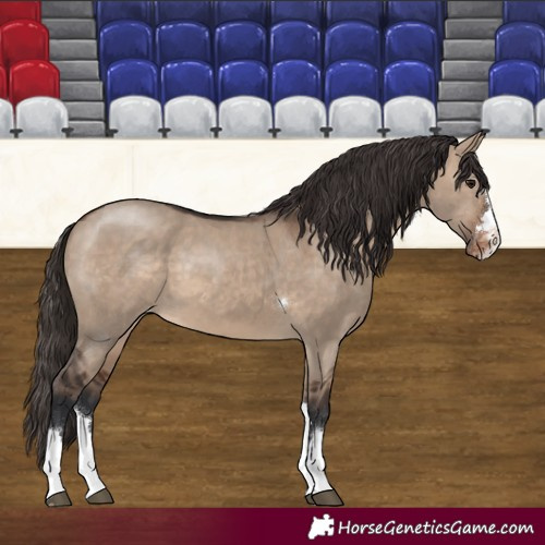 Horse Color:Brown Dun Varnish