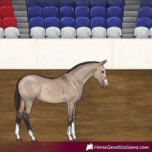 Horse Color:Brown Dun Appaloosa