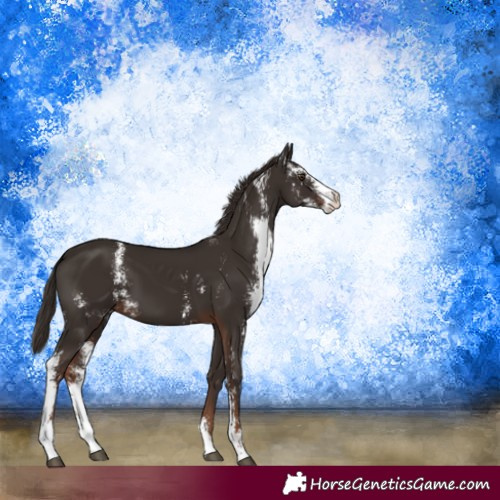 Horse Color:Liver Chestnut Sabino