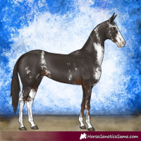 Horse Color:Liver Chestnut Sabino
