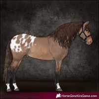 Horse Color:Brown Dun Blanket Rabicano