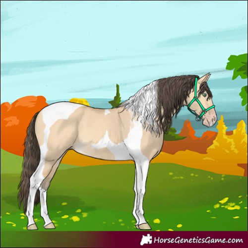 Horse Color:Amber Cream Champagne Dun Tobiano 