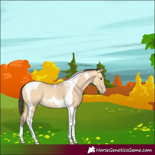 Horse Color:Amber Cream Champagne Dun Tobiano