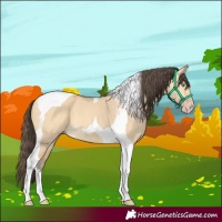 Horse Color:Amber Cream Champagne Dun Tobiano 