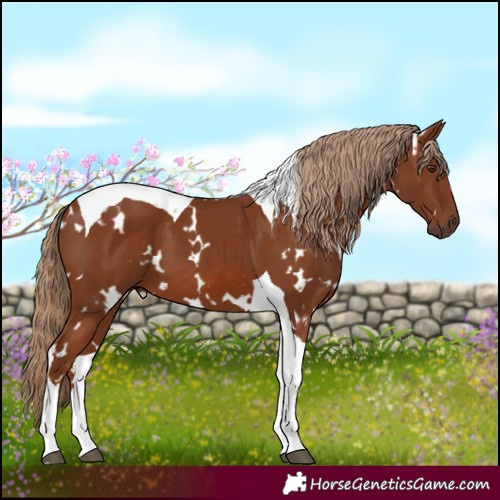 Horse Color:White Spotted Chestnut Tobiano