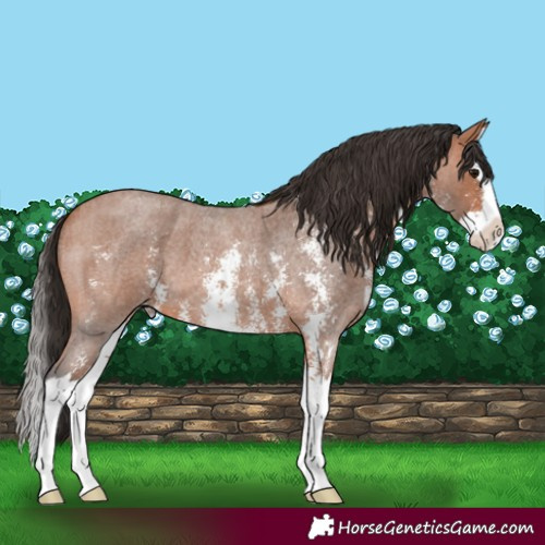 Horse Color:Bay Roan Sabino Splash 