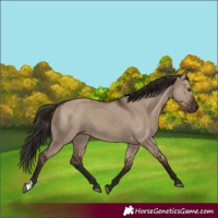 Horse Color:Liver Red Dun Rabicano 