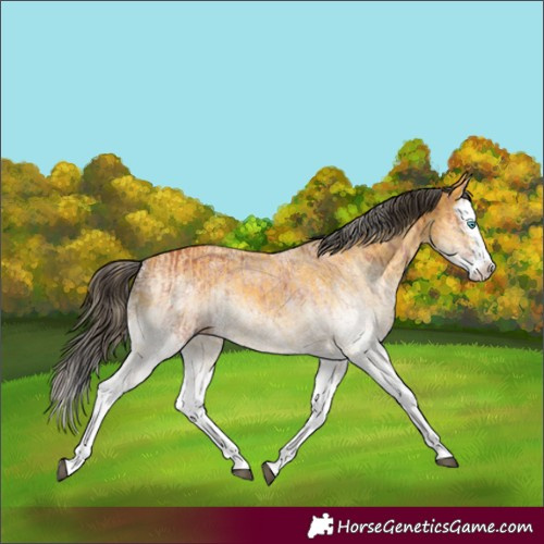 Horse Color:White Spotted Bay Splash and White Spotted Buckskin Splash