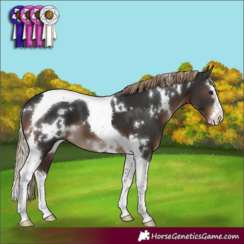 Horse Color:White Spotted Liver Chestnut Splash Tobiano