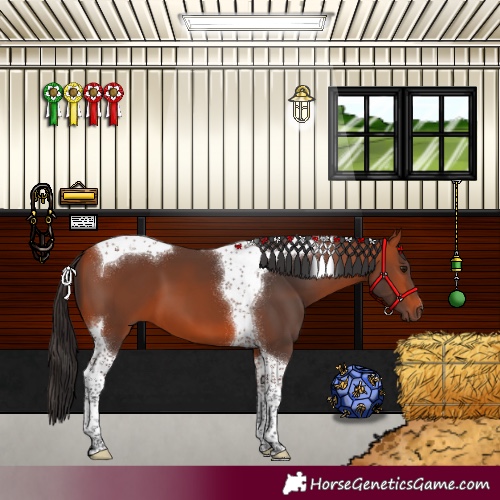 Horse Color:Bay Tobiano 