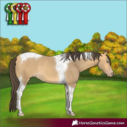 Horse Color:Amber Cream Champagne Tobiano