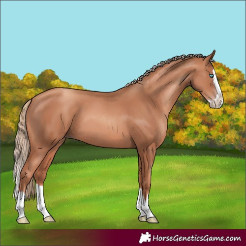 Horse Color:Gold Champagne Splash