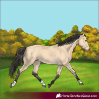 Horse Color:Buckskin 