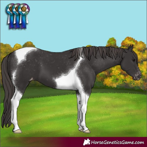 Horse Color:Smoky Black Tobiano Appaloosa