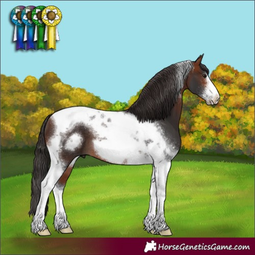 Horse Color:Bay Tobiano Frame