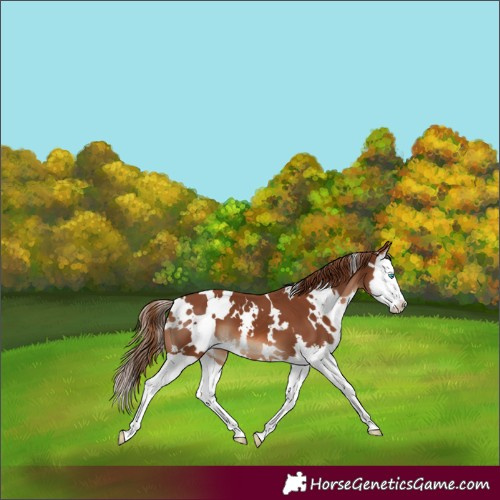 Horse Color:White Spotted Chestnut Splash 