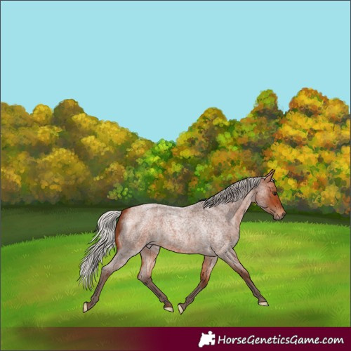 Horse Color:Silver Bay Roan 