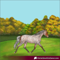 Horse Color:Silver Bay Roan