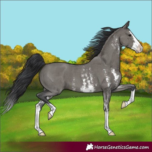 Horse Color:Grullo Sabino Splash 