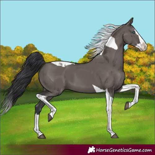 Horse Color:Grullo Splash Tobiano