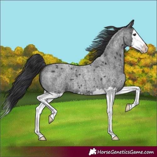 Horse Color:Unknown 