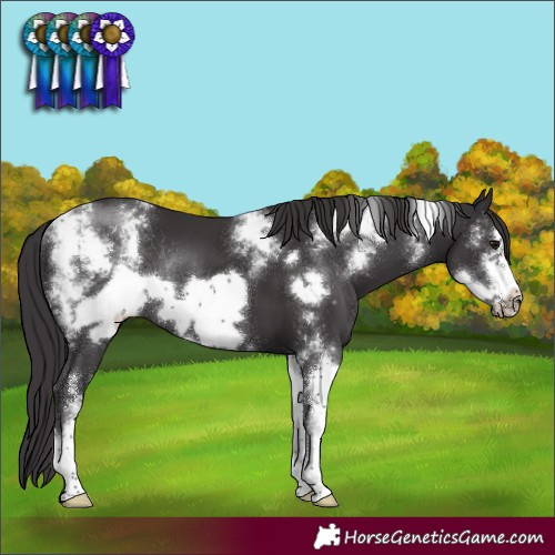 Horse Color:Smoky Black Sabino Frame Rabicano 