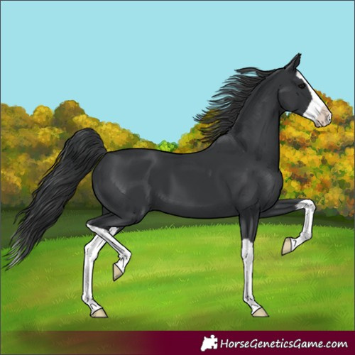 Horse Color:Unknown 
