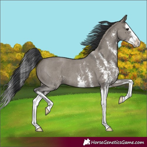 Horse Color:Unknown 