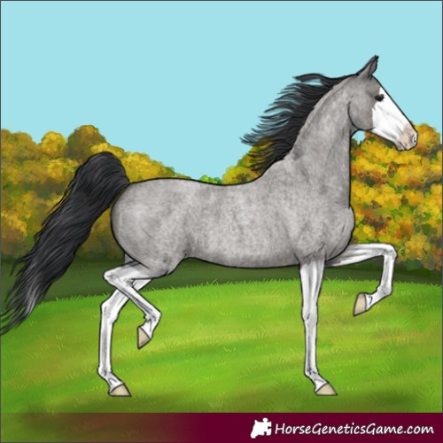 Horse Color:Grullo Roan Splash