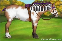 Horse Color:Bay Frame 